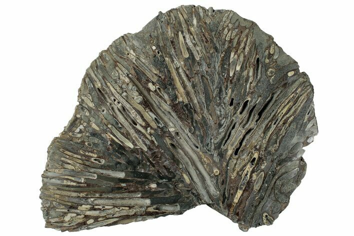 Polished Fossil Teredo (Shipworm Bored) Wood - England #240737